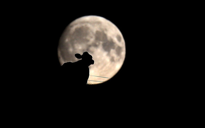 Bò in bóng trên mặt trăng tròn tại thành phố Aitrang, miền nam Đức. (Nguồn Guardian)