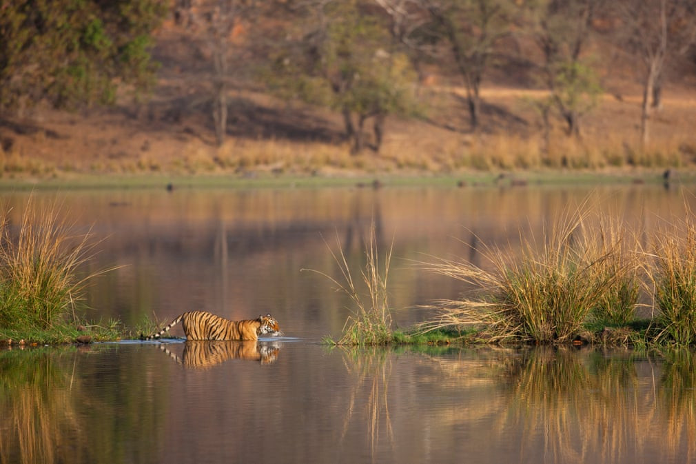 Hổ Bengal di chuyển qua đoạn bờ hồ ngập nước trong vườn quốc gia Ranthambhore, Ấn Độ. (Nguồn Guardian)