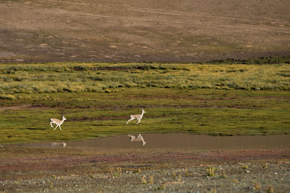 Linh dương Tây Tạng kiếm ăn gần hồ Zhari Namco ở Ali, Tây Tạng. (Nguồn Guardian)