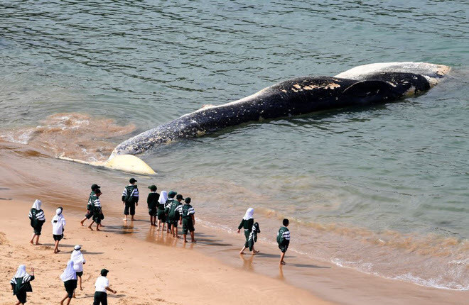 Du khách xem xác cá voi khổng lồ trôi dạt vào bãi biển Wattamolla Beach gần thành phố Sydney, Australia. (Nguồn Guardian)