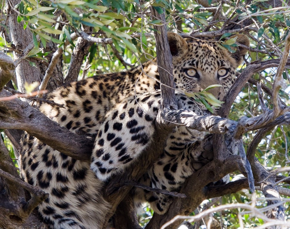 Báo đốm nằm nghỉ trên cây trong vườn quốc gia Pilanesberg, Nam Phi. (Nguồn Guardian)