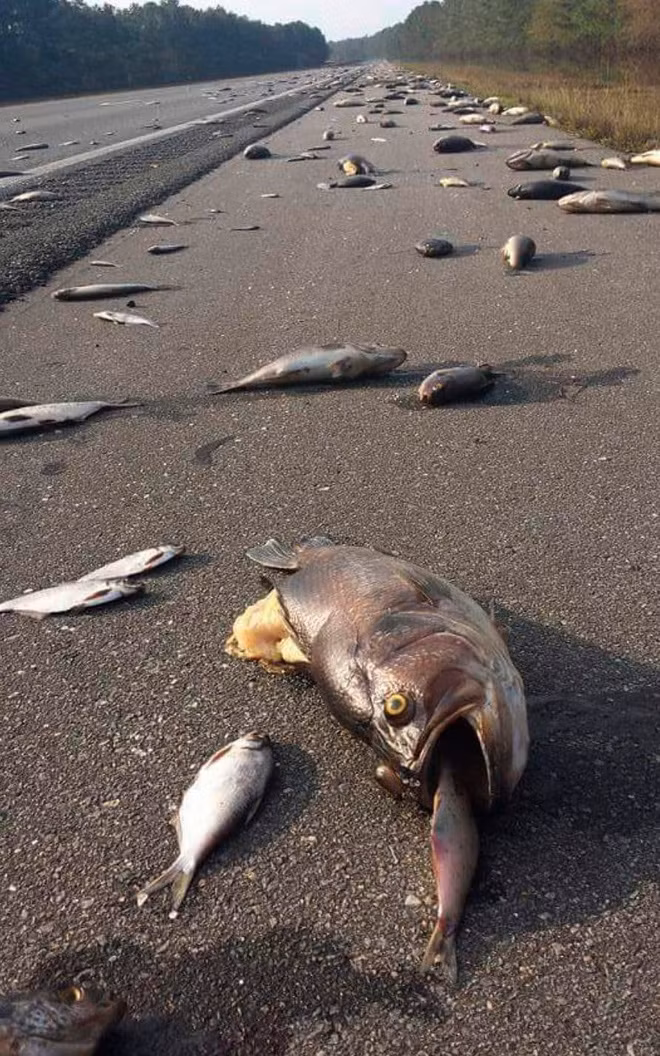 Cá bị mắc cạn hàng loạt trên đường sau khi nước lũ rút ở Pender, bang North Carolina, Mỹ. (Nguồn Guardian)