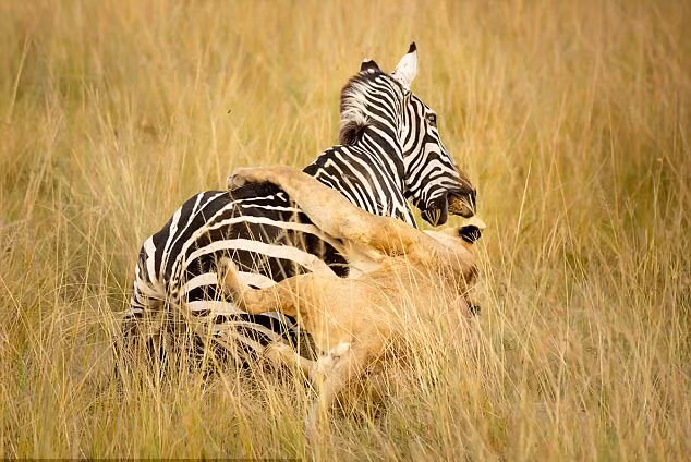 Sư tử lao mình hạ gục ngựa vằn trên đồng cỏ trong vườn quốc gia Masai Mara, Kenya. (Nguồn Guardian)