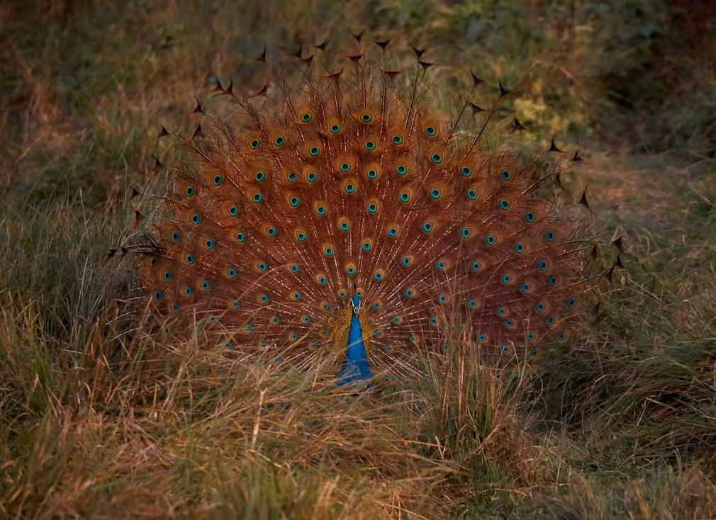 Công xòe bộ lông đuôi rực rỡ trong vườn quốc gia Chitwan, Nepal. (Nguồn Guardian)