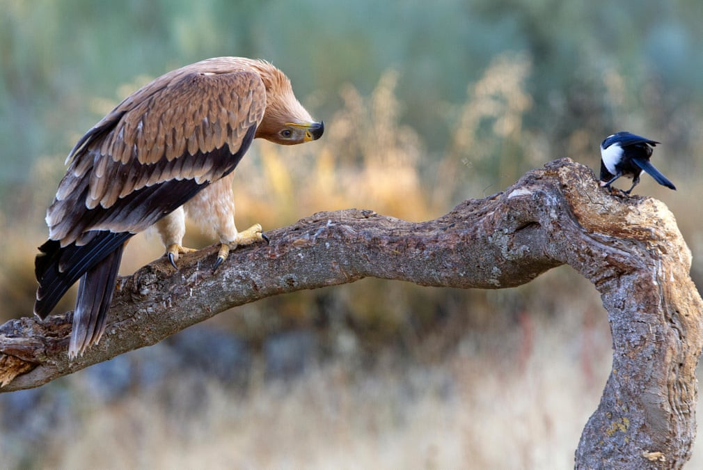 Chim đại bàng xoay cổ nhìn con chim nhỏ đậu trên cây ở Buenaventura, Toledo, Tây Ban Nha. (Nguồn Guardian)