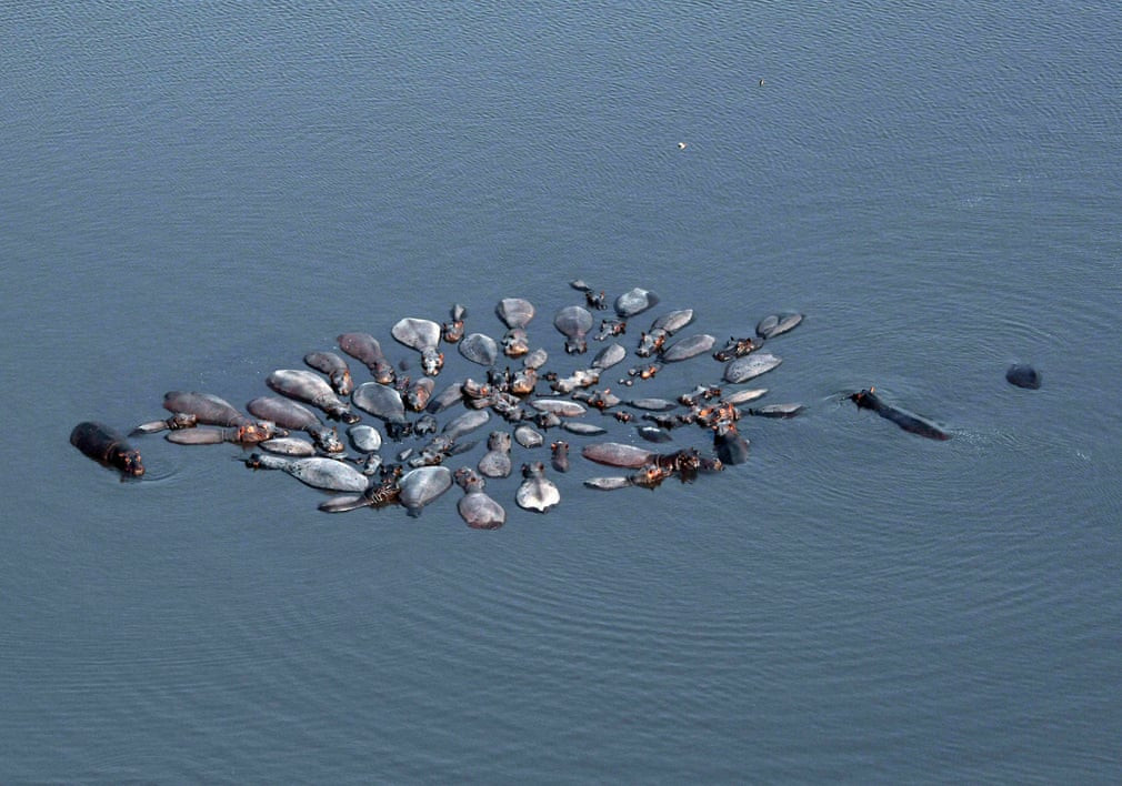 Đàn hà mã nghỉ ngơi dưới nước ở quận Chobe, bắc Botswana. (Nguồn Guardian)