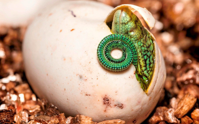 Khoảnh khắc thằn lằn chui ra khỏi trứng trong vườn thú ở Bristol, Anh. (Nguồn Guardian)