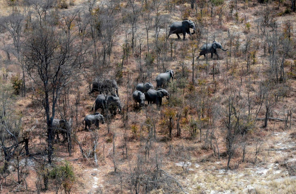 Đàn voi kiếm ăn trong rừng ở Chobe, Botswana. (Nguồn Guardian)