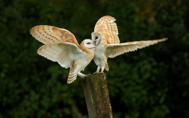 Cặp chim cú tình tứ với nhau trong công viên Old Buckenham Park, Norfolk, Anh. (Nguồn Guardian)