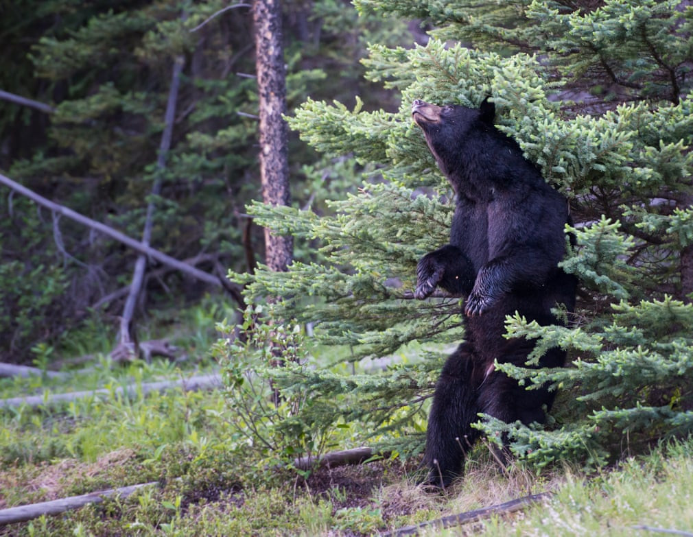 Gấu đen cọ lưng vào cây ở Rocky Mountain, Canada. (Nguồn Guardian)