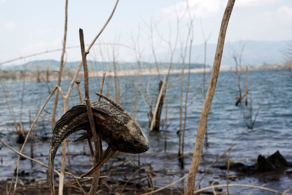Cá chết mắc kẹt trên cành cây khô dưới đáy hồ Jatigede ở West Java, Indonesia. (Nguồn Guardian)