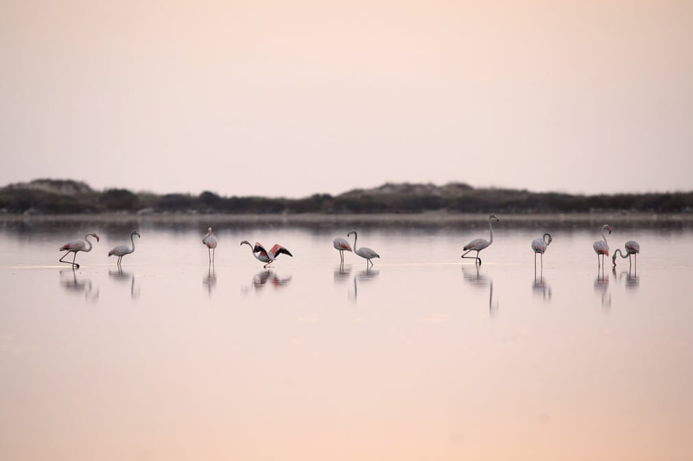 Chim hồng hạc di cư từ châu Âu nghỉ ngơi tại khu bảo tồn chim ở Lake Korba, Tunisia. (Nguồn Guardian)