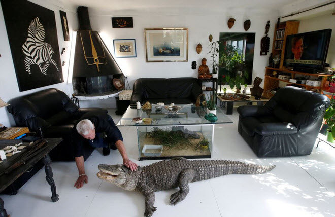 Hình ảnh động vật ấn tượng chụp cảnh ông Philippe Gillet, 67 tuổi, sống cùng với 400 con vật bò sát, bao gồm cá sấu và rắn độc tại Coueron gần Nantes, Pháp. (Nguồn Guardian)