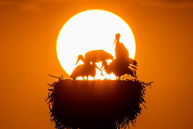 Đàn cò tập trung trên tổ lúc hoàng hôn tại hồ Greifensee ở Riedikon, Thụy Sĩ. (Nguồn Guardian)