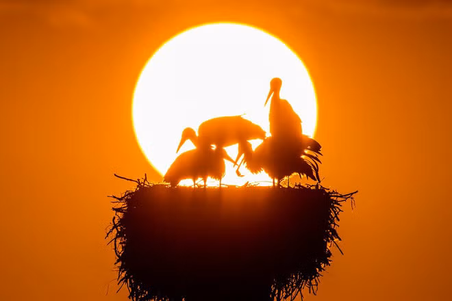 Đàn cò tập trung trên tổ lúc hoàng hôn tại hồ Greifensee ở Riedikon, Thụy Sĩ. (Nguồn Guardian)