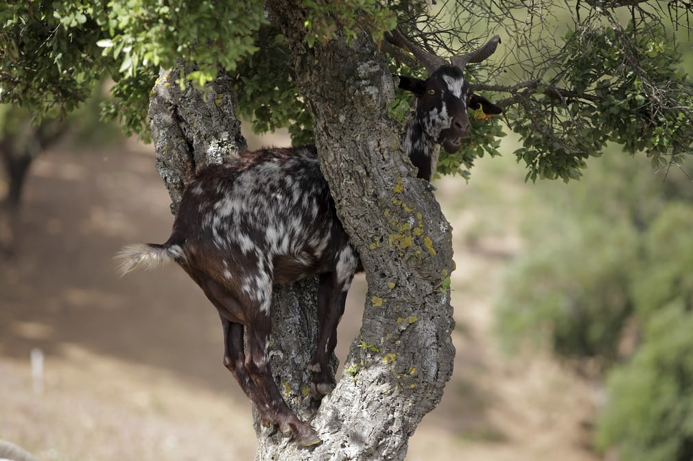 Dê trèo cây để hái lá ở Moita da Guerra, Bồ Đào Nha. (Nguồn Guardian)