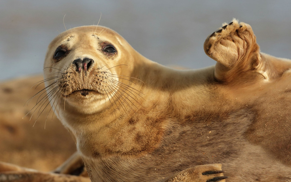 Hải cẩu nằm nghỉ trên bãi biển Horsey Beach ở Norfolk, Anh. (Nguồn Guardian)