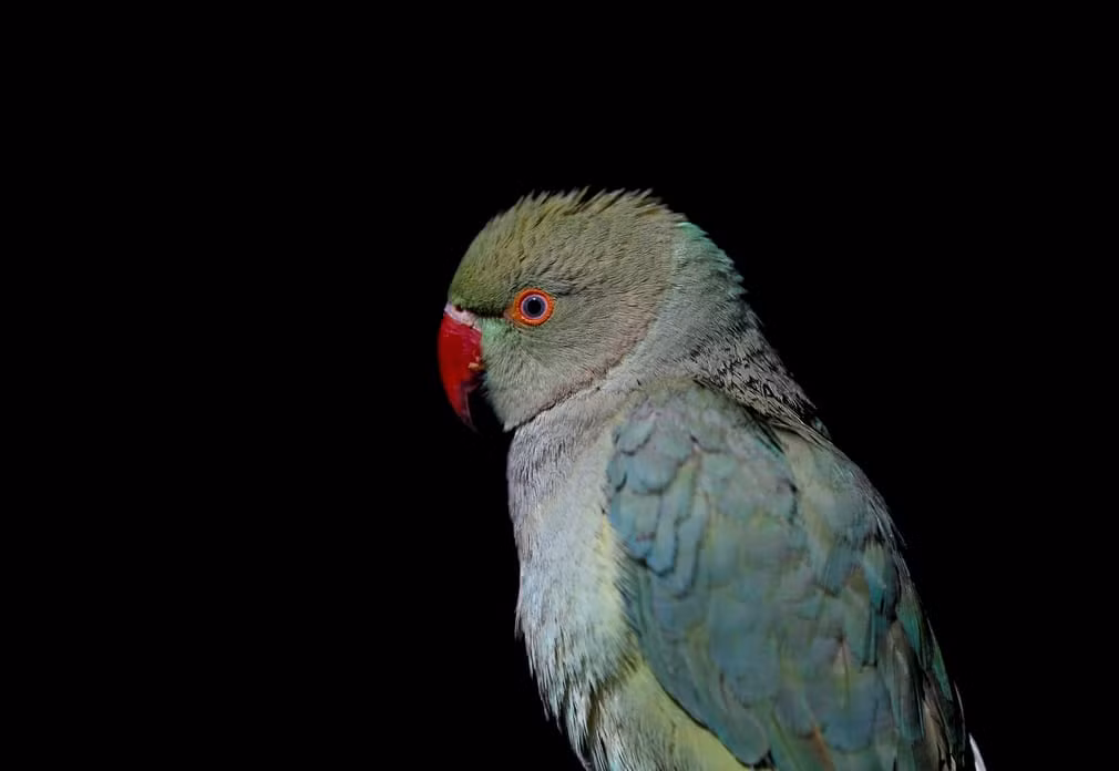 Chim vẹt được bán tại khu chợ Ka Faroshi ở Kabul, Afghanistan. (Nguồn Guardian)