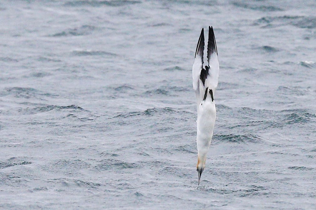 Chim mòng biển lao xuống nước bắt cá ở ngoài khơi bờ biển Melbourne, Australia. (Nguồn Guardian)