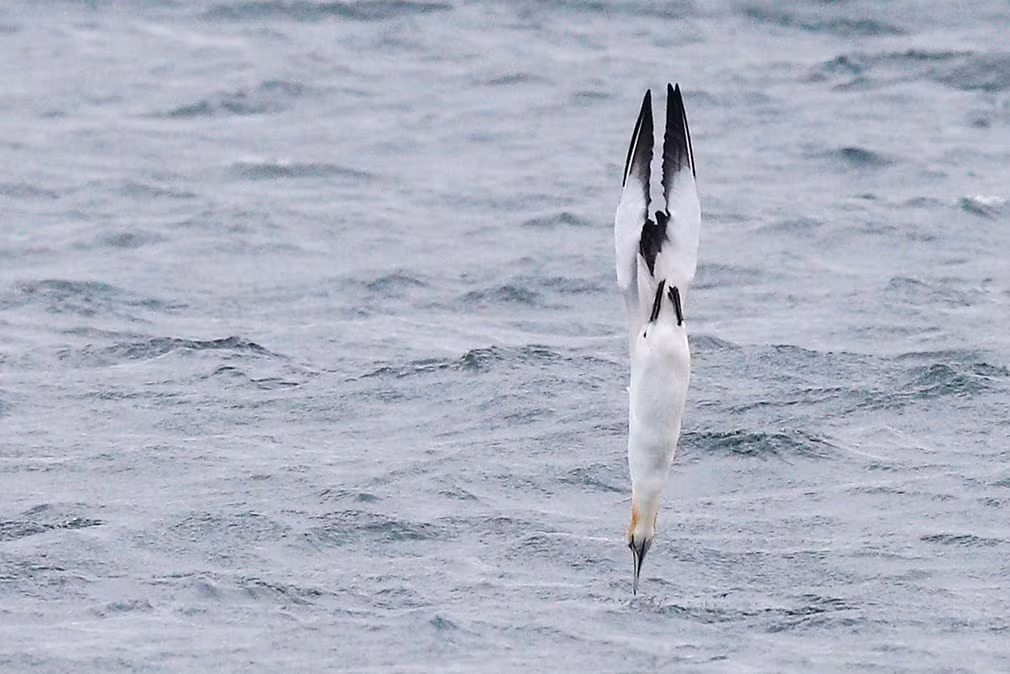 Chim mòng biển lao xuống nước bắt cá ở ngoài khơi bờ biển Melbourne, Australia. (Nguồn Guardian)