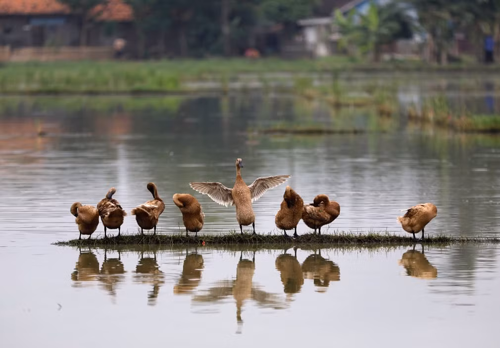Đàn vịt rỉa lông trong khi đứng trên bờ ruộng ở Bekasi, Indonesia. (Nguồn Guardian)