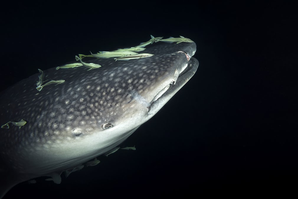 Cá mập voi bơi cùng đàn cá ép vây ngắn dưới biển Ấn Độ Dương ở ngoài khơi Fuvahmulah, Maldives. (Nguồn Guardian)