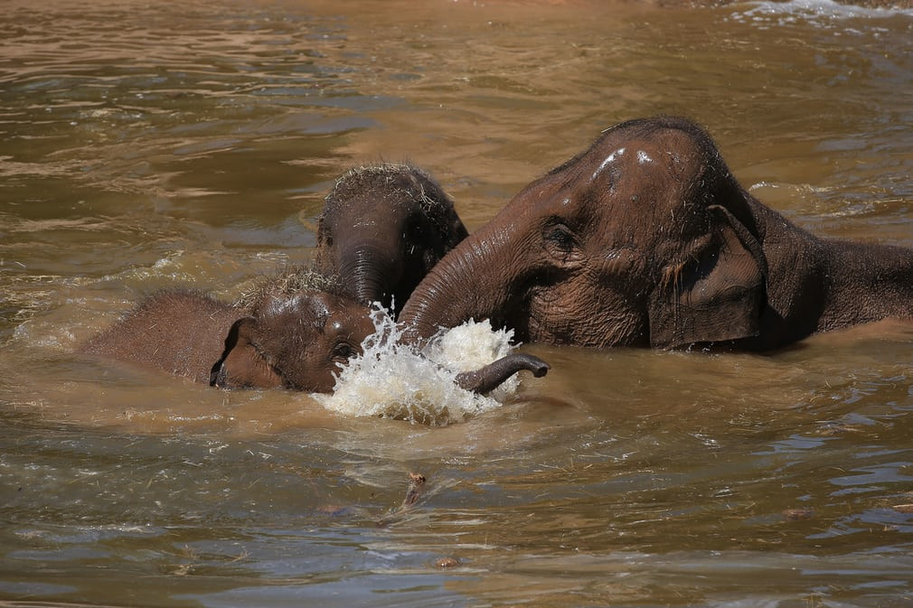 Đàn voi tắm mát dưới nước trong một ngày nắng nóng tại vườn thú ở thành phố Chester, Anh. (Nguồn Guardian)