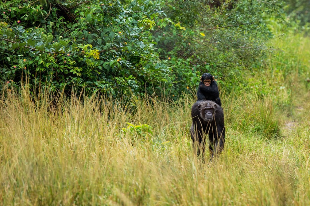 Tinh tinh con cưỡi trên lưng mẹ của nó ở Chingola, Zambia.