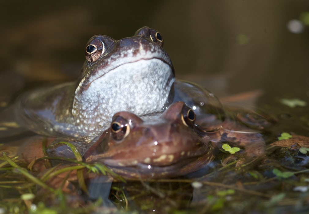 Cặp ếch "yêu đương" dưới một hồ nước ở Anh quốc. (Nguồn Guardian)