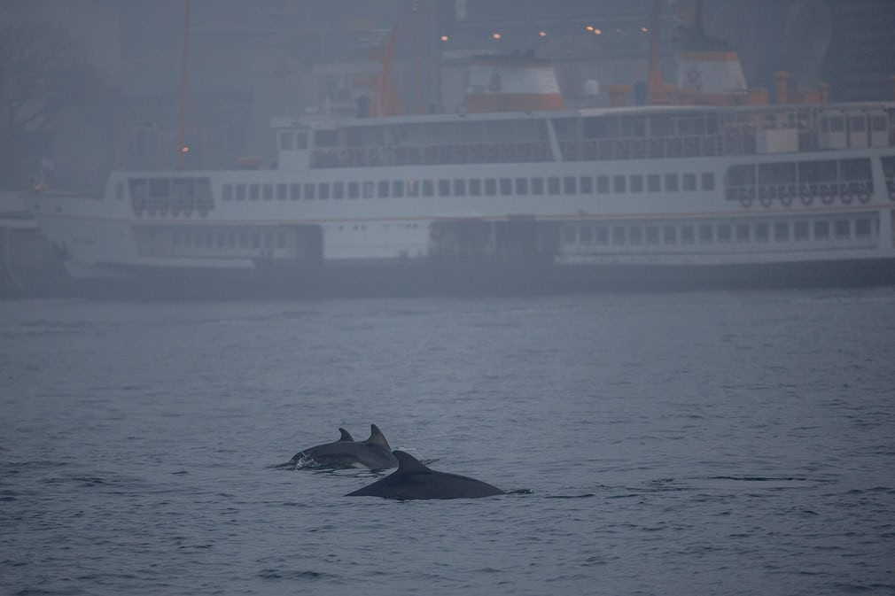 Đàn cá heo bơi trên vịnh Bosphorus ở ngoài khơi bờ biển Istanbul, Thổ Nhĩ Kỳ. (Nguồn Guardian)