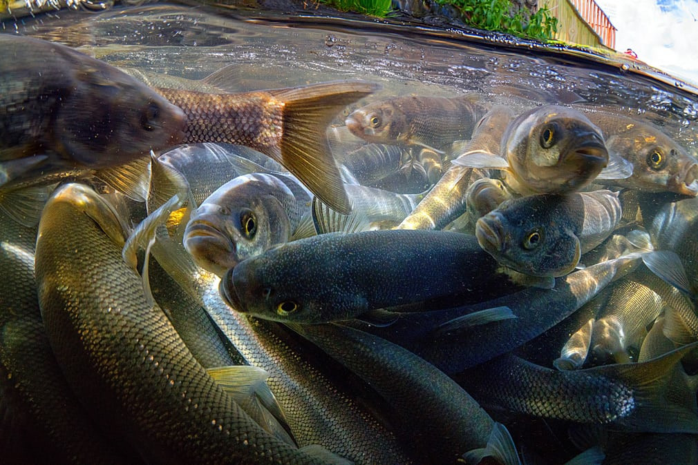 Cá phèn ngọc trai di cư ngược dòng trên hồ Van ở Thổ Nhĩ Kỳ. (Nguồn Guardian)