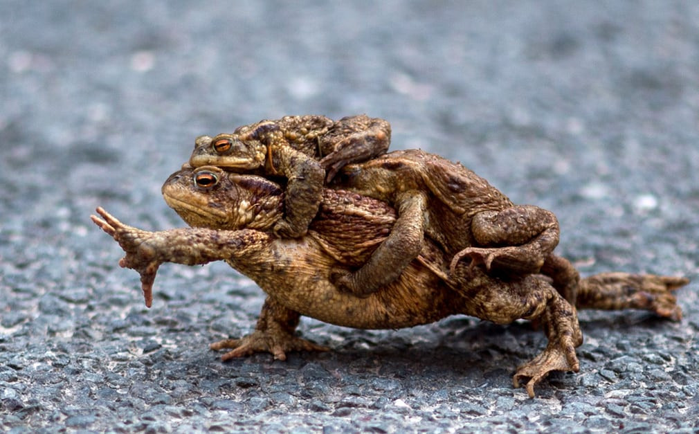 Hình ảnh động vật ấn tượng ghi cảnh ếch cái cõng theo 2 con ếch đực trên lưng tại ngôi làng Altenbrak, Đức. (Nguồn Guardian)