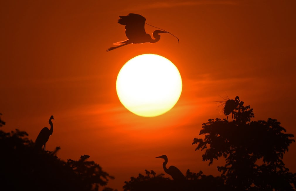 Chim diệc bạch bay về tổ trong vườn quốc gia Xiangshan ở Giang Tây, Trung Quốc. (Nguồn Guardian)