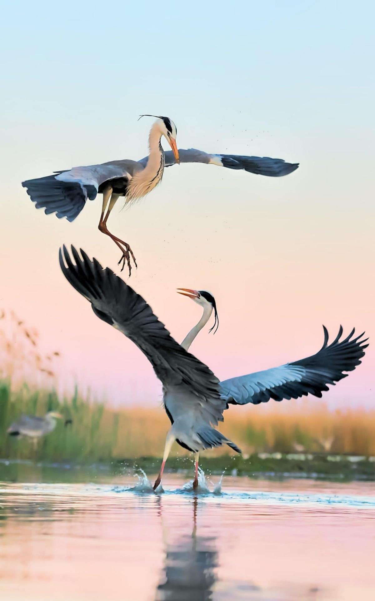 Cặp chim diệc xanh lớn quyết chiến ác liệt trên không. (Nguồn Guardian)