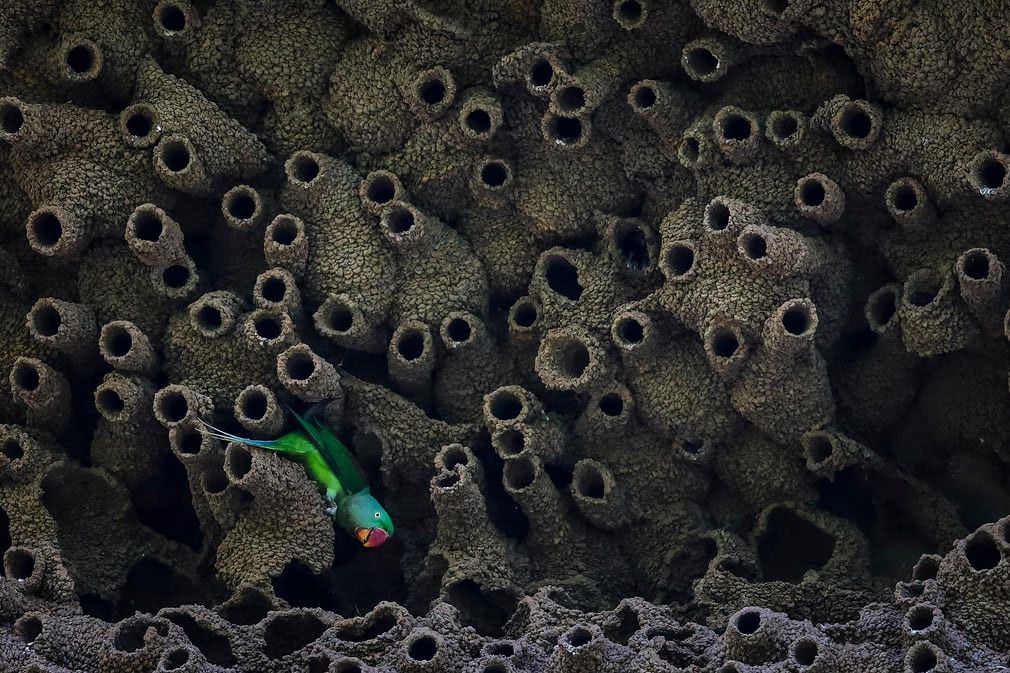 Vẹt Alexandrine đậu trên cụm tổ chim nhạn gần sông Chambal, Ấn Độ. (Nguồn Guardian)