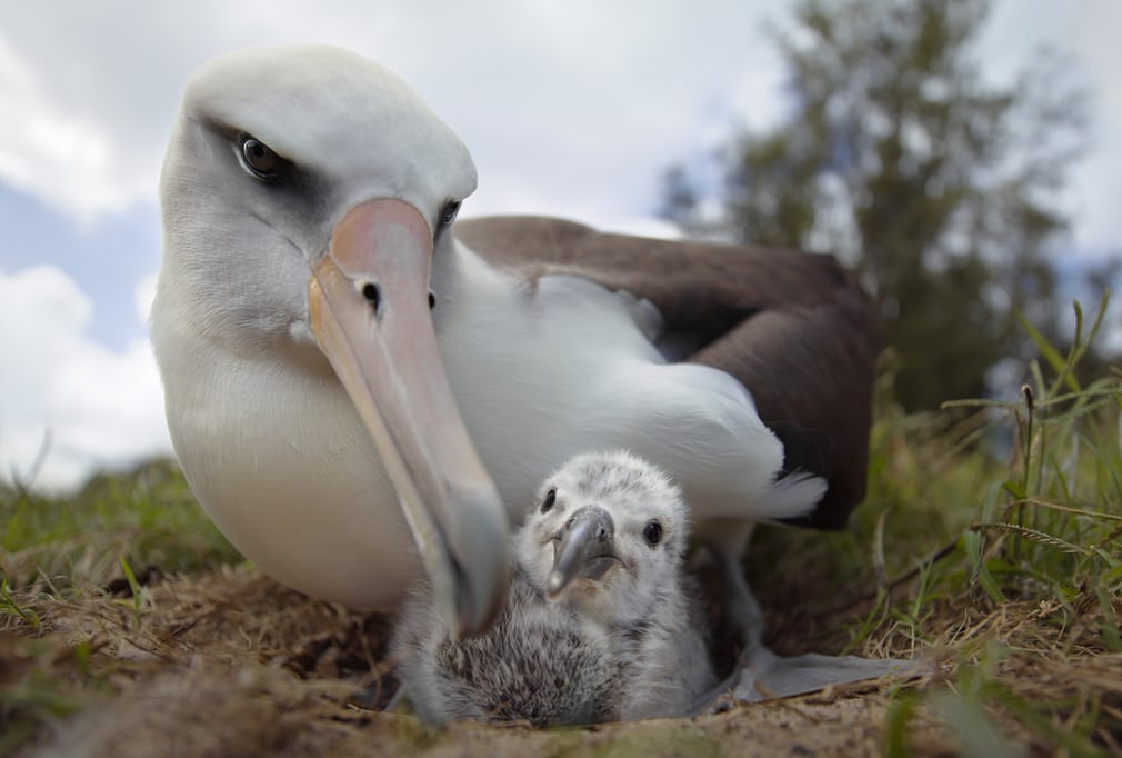 Chim mòng biển chăm sóc con mới nở trong tổ của chúng trên đảo Midway ở (Nguồn Guardian)