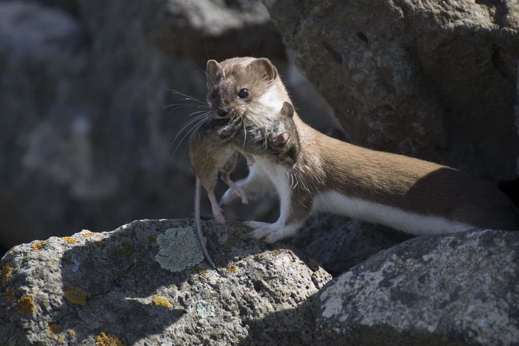 Con chồn bắt chuột tại hồ Kuyucuk ở thành phố Kars, Thổ Nhĩ Kỳ. (Nguồn Guardian)