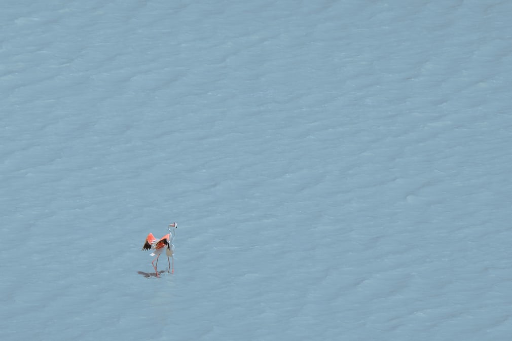 Chim hồng hạc đứng trên hồ nước ở tỉnh Van, Thổ Nhĩ Kỳ. (Nguồn Guardian)