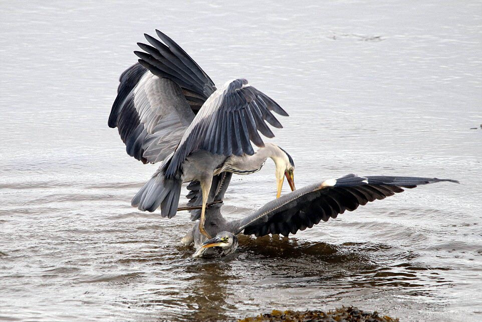 Hình ảnh động vật đẹp ghi cảnh chim diệc xám cố gắng dìm đối thủ xuống nước trong cuộc chiến tranh giành lãnh địa tại khu bảo tồn Eden , Scotland. (Nguồn Guardian)