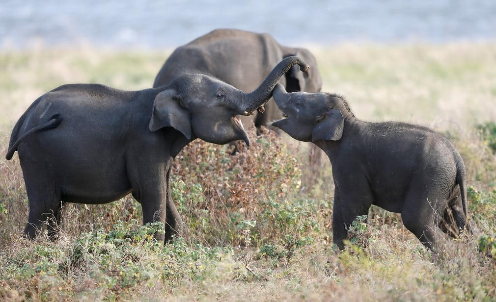Voi con chơi đùa với nhau trong vườn quốc gia Kaudulla ở Habarana, Sri Lanka. (Nguồn Guardian)