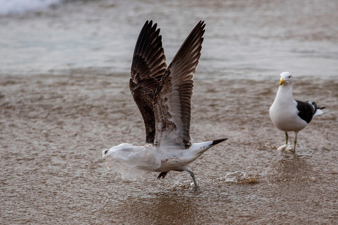 Chim mòng biển cố gắng bay lên trên không với đầu bị phủ kín bằng túi ni lông tại bãi biển Caleta Portales ở Valparaíso, Chile. (Nguồn Guardian)