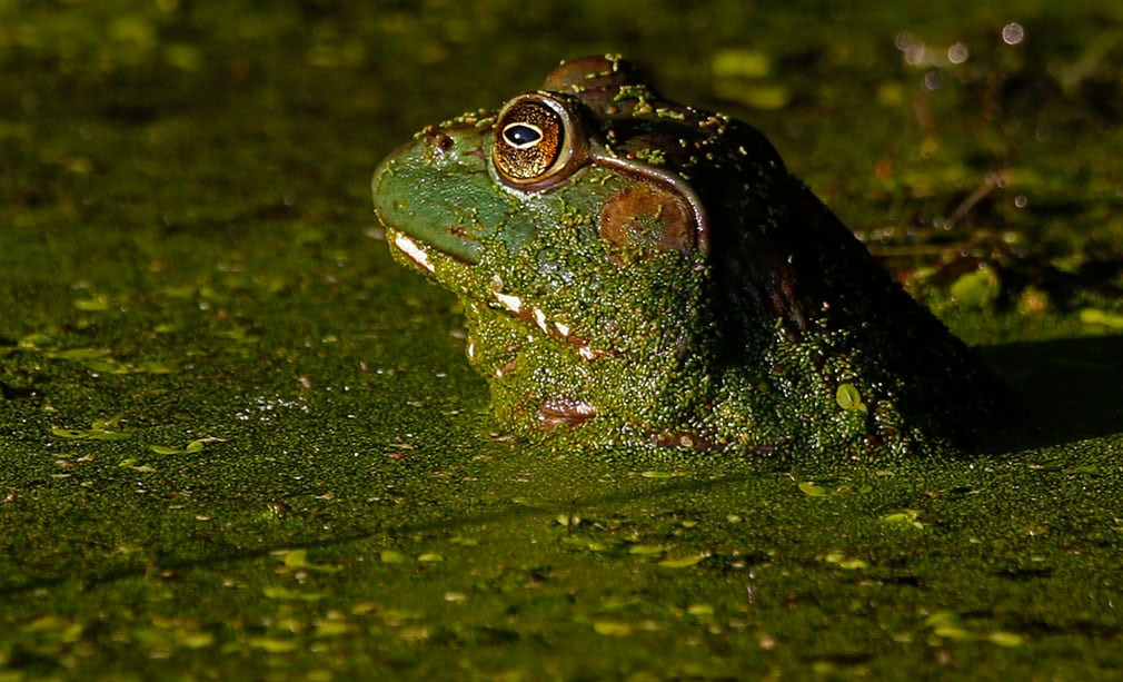 Ếch bò nhô đầu khỏi mặt nước ở Commerce, bang Texas, Mỹ. (Nguồn Guardian)