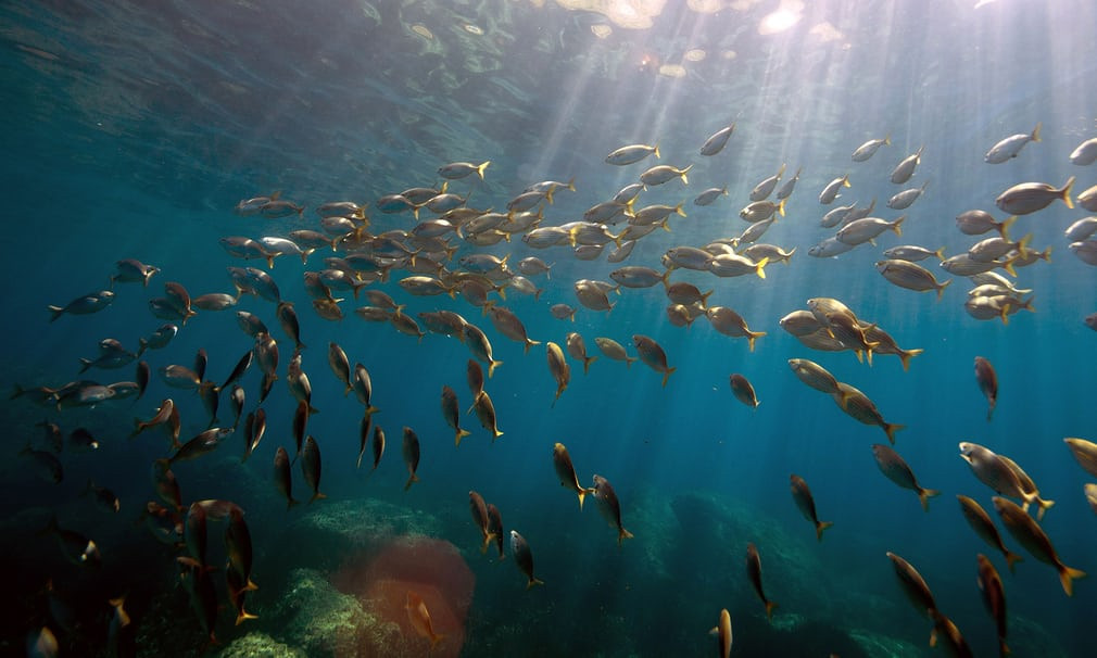 Đàn cá vền bơi gần bờ biển ở thành phố Marseille, miền nam Pháp. (Nguồn Guardian)