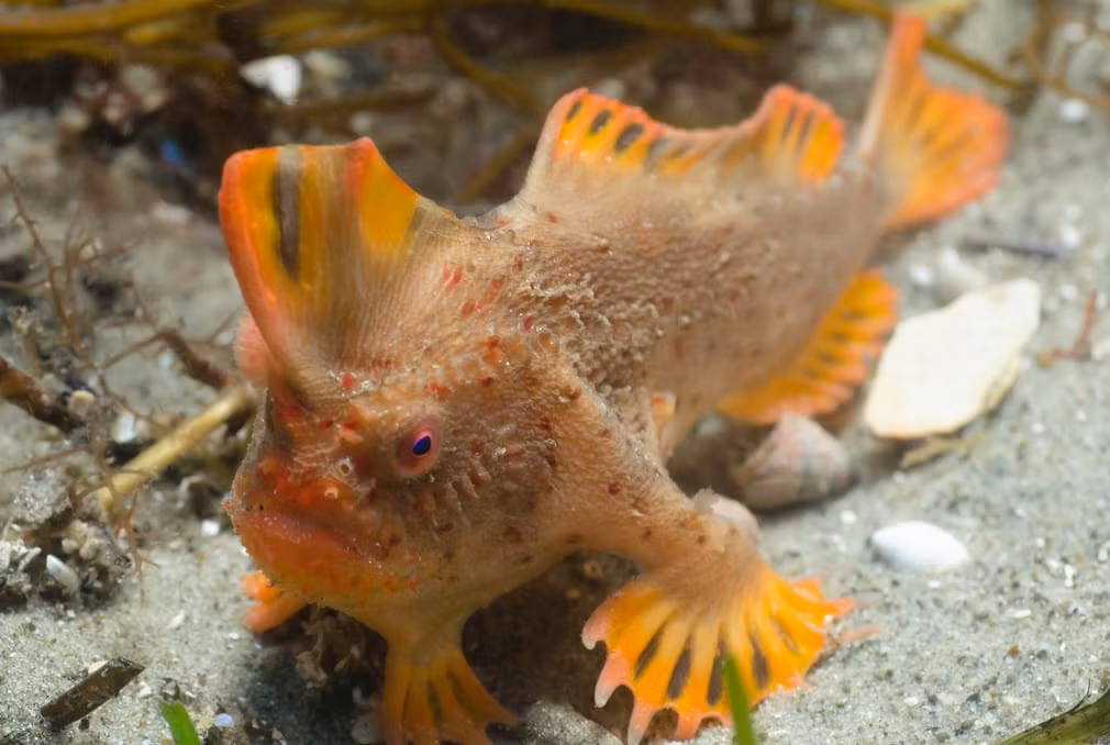 Loài cá tay đỏ cực hiếm được các nhà khoa học phát hiện ở ngoài khơi bang Tasmania, Australia. (Nguồn Guardian)