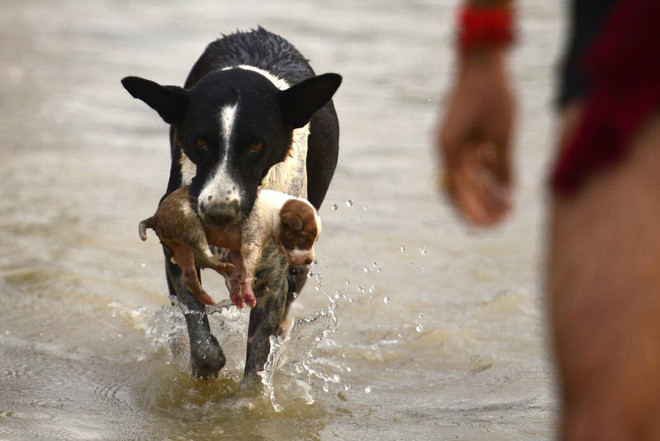 Chó mẹ đưa con tới nơi khô ráo hơn khi nước sông dân cao ở Allahabad, Ấn Độ. (Nguồn Guardian)