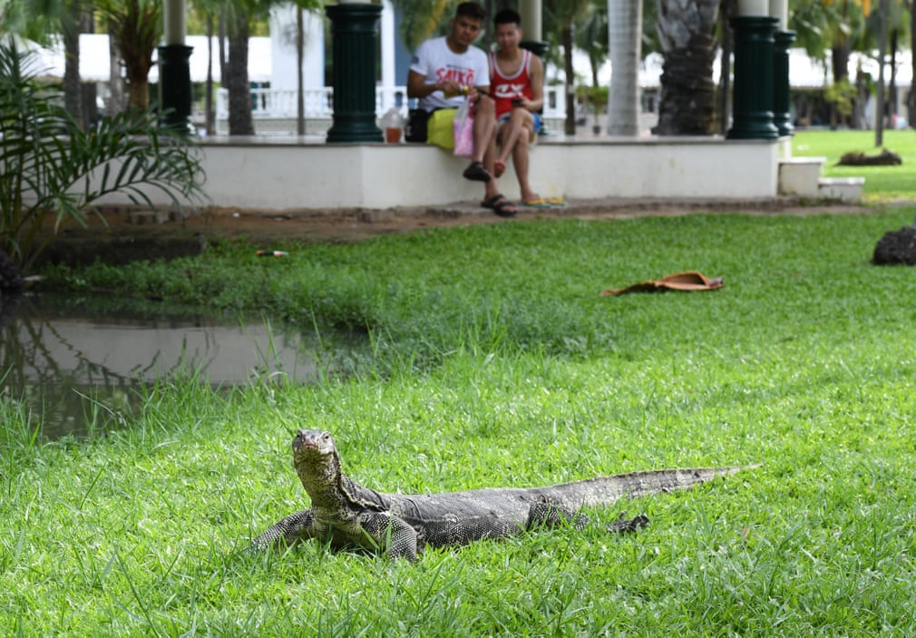 Hai người đàn ông nhìn kỳ đà bò trên cỏ trong công viên Lumpini ở thành phố Bangkok, Thái Lan. (Nguồn Guardian)