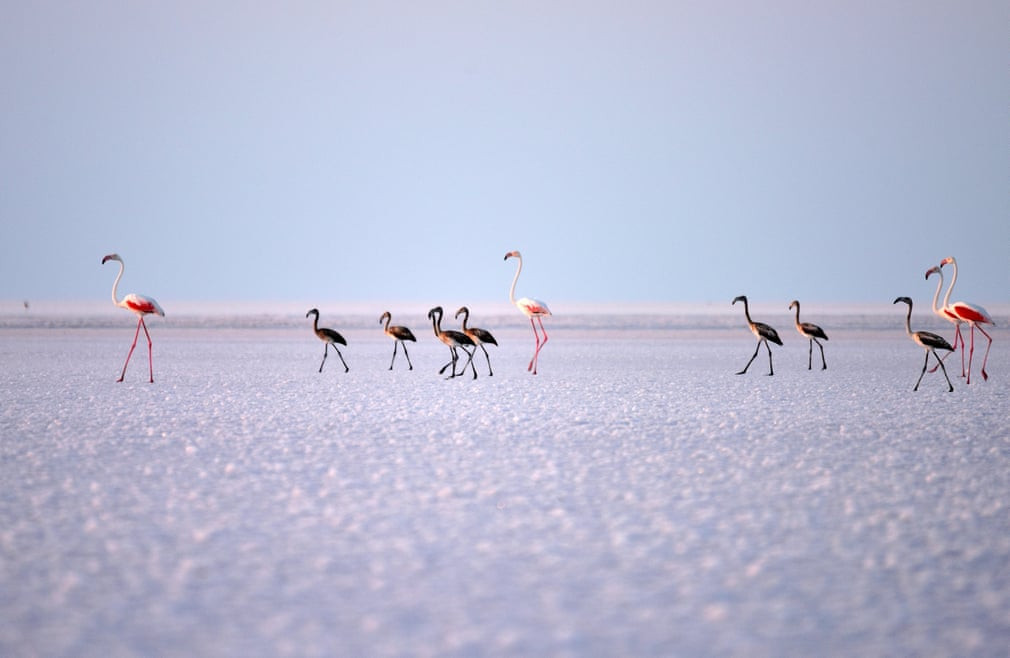 Chim hồng hạc đi trên hồ Tuz ở Aksaray, Thổ Nhĩ Kỳ. (Nguồn Guardian)