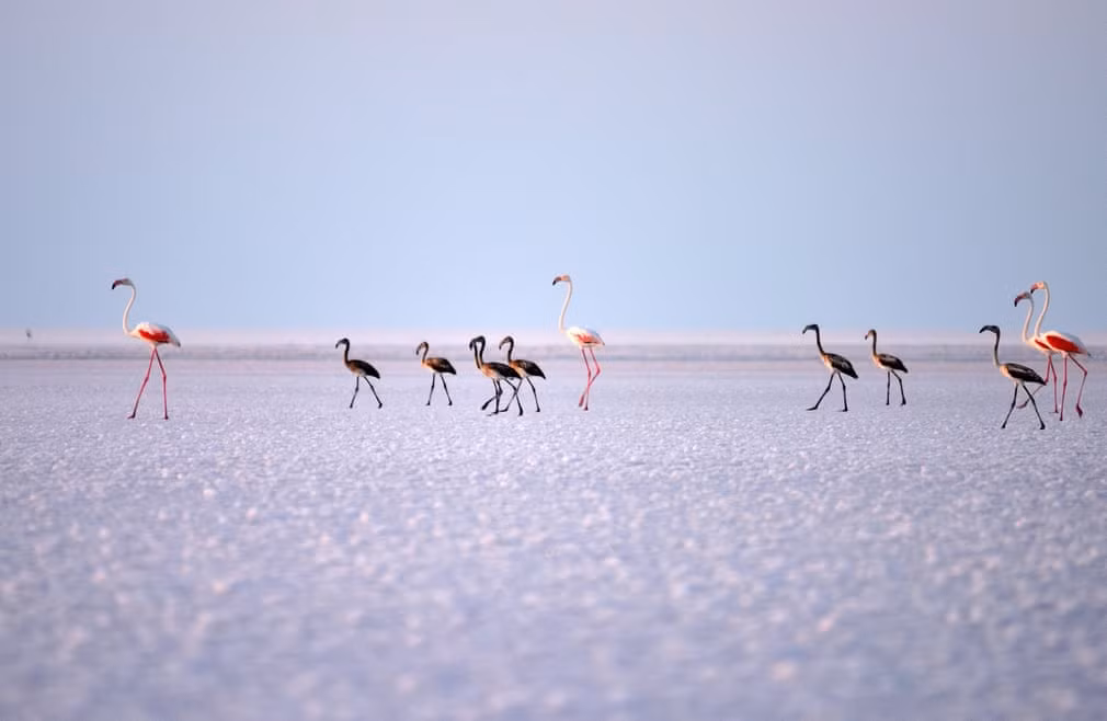 Chim hồng hạc đi trên hồ Tuz ở Aksaray, Thổ Nhĩ Kỳ. (Nguồn Guardian)