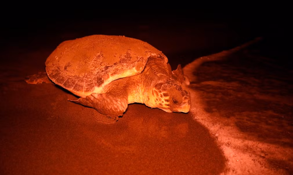 Rùa trở lại biển sau khi đẻ trứng trên bãi biển Iztuzu gần thành phố Dalyan ở tỉnh Mugla, Thổ Nhĩ Kỳ. (Nguồn Guardian)