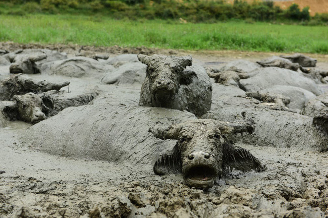 Đàn trâu thích thú tắm dưới bùn ở tình Hồ Bắc, Trung Quốc. (Nguồn Guardian)